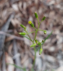 Senecio phelleus