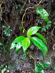 Mussaenda parviflora