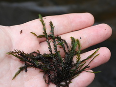 Fontinalis antipyretica