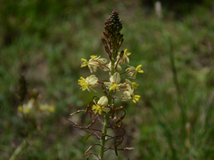 Bulbine
