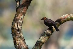 Turdus merula azorensis