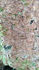 Asterodon ferruginosus