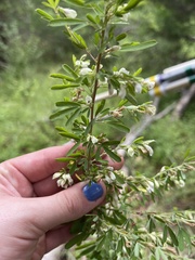 Lespedeza cuneata