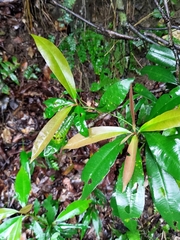 Ardisia