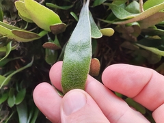 Pyrrosia eleagnifolia