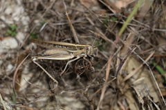 Austracris guttulosa