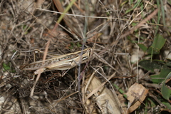 Austracris guttulosa