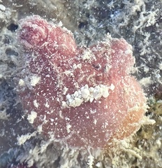 Stolidobranchia