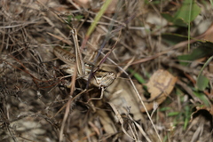 Austracris guttulosa