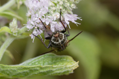 Linnaemya