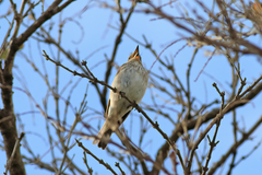 Muscicapa striata