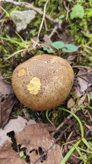 Scleroderma flavidum