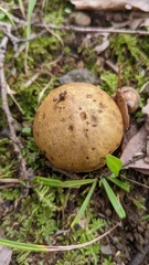 Scleroderma flavidum