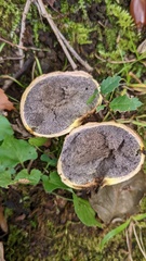 Scleroderma flavidum