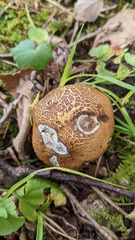 Scleroderma flavidum