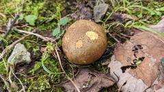 Scleroderma flavidum