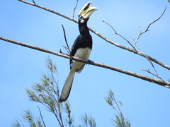 Anthracoceros albirostris