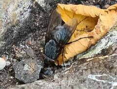Calliphora vicina