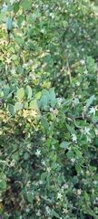 Lycium boerhaviifolium