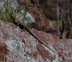 Ctenophorus vadnappa