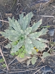 Plantago coronopus