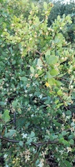 Lycium boerhaviifolium