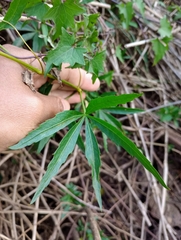 Cissus palmata