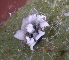 Aleuroplatus coronata