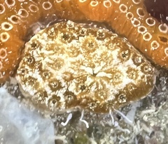 Aplousobranchia