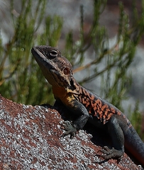 Ctenophorus vadnappa