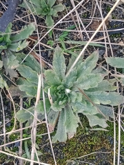 Plantago coronopus