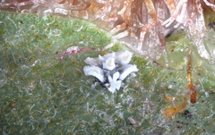 Aleuroplatus coronata