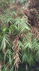 Arundo formosana