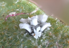 Aleuroplatus coronata