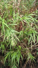 Arundo formosana