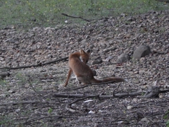Vulpes vulpes japonica