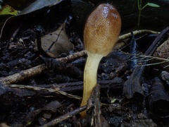 Cordyceps meneristitis