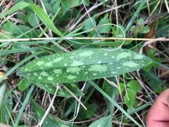 Pulmonaria longifolia