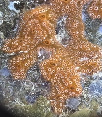 Distaplia bermudensis