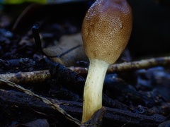 Cordyceps meneristitis