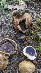 Scleroderma flavidum