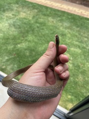 Crotaphopeltis hotamboeia