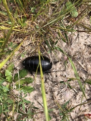 Geoscapheus robustus