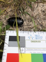 Geoscapheus robustus