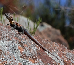 Ctenophorus vadnappa