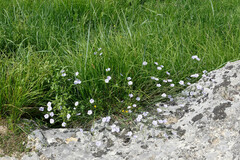 Linum austriacum tommasinii