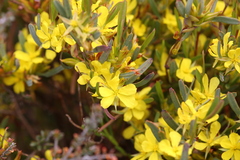 Hibbertia subvaginata