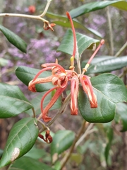 Grevillea oxyantha oxyantha