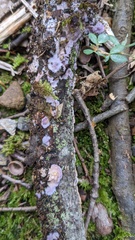 Phlebiopsis crassa