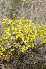 Hibbertia subvaginata